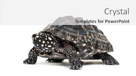  Presentation with turtle - PPT layouts with black-pond-turtle-geoclemys-hamiltonii background and a white colored foreground