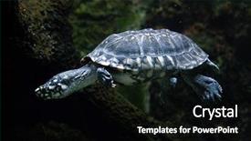  Presentation with pond - Slide set enhanced with one freshwater turtles - black pond turtle geoclemys hamiltonii background and a black colored foreground