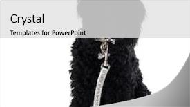  Presentation with leash - Cool new slide deck with black poodle wearing a fancy collar and leash backdrop and a light gray colored foreground