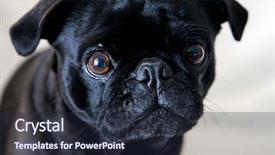  Presentation with automotive black and white - PPT theme featuring black pug dog on white background and a wine colored foreground