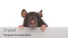  Presentation with white rat - PPT theme enhanced with black rat isolated on white background funny animal background and a light gray colored foreground