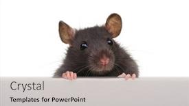  Presentation with funny animal - Theme featuring black-rat-isolated-on-white background and a light gray colored foreground
