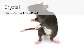  Presentation with white rat - Audience pleasing PPT layouts consisting of black-rat-isolated backdrop and a white colored foreground