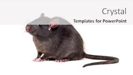  Presentation with white rat - Presentation design having black rat rattus rattus background and a white colored foreground