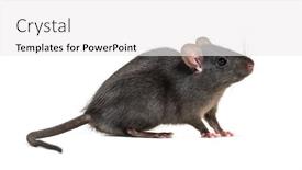  Presentation with white rat - Presentation featuring black rat rattus rattus in front of white background background and a white colored foreground