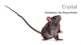  Presentation with white rat - Beautiful slide deck featuring black rat rattus rattus in front of white background backdrop and a white colored foreground