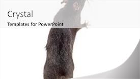  Presentation with white rat - Colorful slide set enhanced with black rat rattus rattus in front of white background backdrop and a white colored foreground