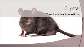  Presentation with white rat - Colorful presentation theme enhanced with black rat rattus rattus in front of white background backdrop and a light gray colored foreground