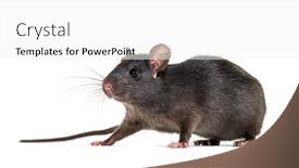  Presentation with white rat - Presentation theme with black rat rattus rattus in front of white background background and a white colored foreground