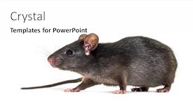  Presentation with white rat - Colorful presentation enhanced with black rat rattus rattus in front of white background backdrop and a white colored foreground