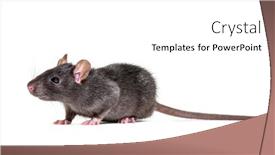  Presentation with white rat - PPT theme with black-rat-rattus-rattus background and a white colored foreground