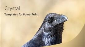  Presentation with raven black - PPT layouts with black-raven-rests background and a lemonade colored foreground