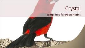  Presentation with branch - Presentation theme featuring black red - brazilian tanager perched background and a lemonade colored foreground