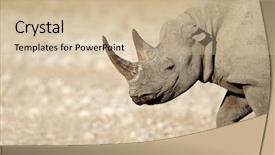  Presentation with national - Amazing slides having black rhinoceros diceros bicornis etosha backdrop and a soft green colored foreground