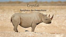  Presentation with black - Theme consisting of black-rhinoceros-diceros-bicornis background and a coral colored foreground