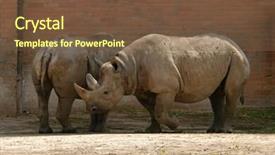  Presentation with black - Amazing slide set having black rhinoceros diceros bicornis backdrop and a tawny brown colored foreground
