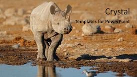  Presentation with black - Presentation design consisting of black rhinoceros diceros bicornis at a waterhole etosha national park namibia background and a coral colored foreground