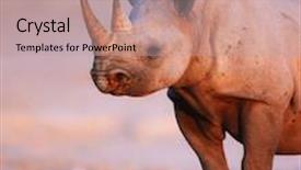  Presentation with salty - Cool new PPT theme with black rhinoceros standing on salty plains of etosha at last light of day backdrop and a coral colored foreground