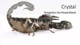  Presentation with white black grafitti - Slide deck featuring black scorpion on white background background and a white colored foreground