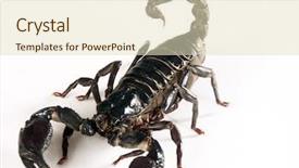  Presentation with oil rig in white and black - PPT theme consisting of black scorpion on white background background and a soft green colored foreground