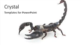  Presentation with black and white film strip - Slides having black scorpion ready to strike background and a white colored foreground