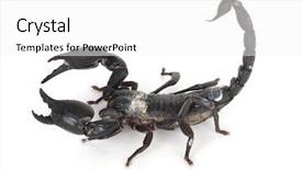  Presentation with black and white film strip - Slides featuring black scorpion ready to strike background and a white colored foreground