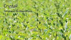  Presentation with black pepper plant - Presentation enhanced with black sesame plant in nature background and a yellow colored foreground