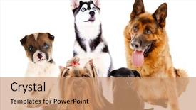  Presentation with cute cat and dog - Beautiful presentation featuring black sheep - collage of cute dogs isolated backdrop and a coral colored foreground