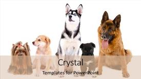  Presentation with dogs - PPT theme featuring black sheep - collage of cute dogs isolated background and a lemonade colored foreground