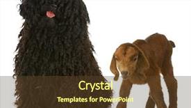  Presentation with hotdog corn dog street junk - Slides with black sheep - herding dog - corded puli background and a tawny brown colored foreground