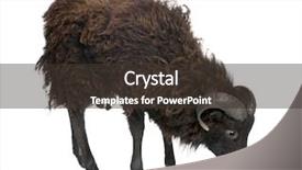  Presentation with black and white old phone - Theme featuring black sheep - ouessant ram 4 background and a tawny brown colored foreground