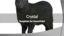  Presentation with old young - Slides consisting of black sheep - young ouessant ram 1 month background and a dark gray colored foreground