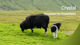  Presentation with horse sheep coat cow camel - Beautiful theme featuring black sheep and lamb looking backdrop and a seafoam green colored foreground