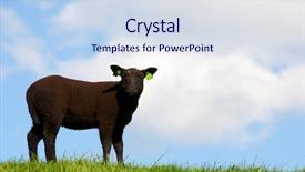  Presentation with sheep - Beautiful slides featuring black sheep backdrop and a sky blue colored foreground