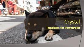  Presentation with city street - PPT theme consisting of black-shiba-inu-laying background and a tawny brown colored foreground