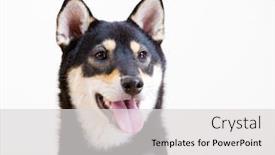  Presentation with black - Theme enhanced with black shiba smile background and a light gray colored foreground