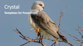  Presentation with kite - Theme having black-shouldered kite elanus caeruleus perched on a branch south africa background and a seafoam green colored foreground