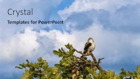  Presentation with black - Presentation theme featuring black-shouldered-or-black-winged background and a light blue colored foreground