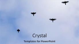  Presentation with birds flying - PPT theme with black silhouette of birds flying background and a light blue colored foreground