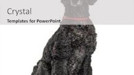  Presentation with poodle - Amazing PPT layouts having black-sitting-poodle-isolated backdrop and a light gray colored foreground
