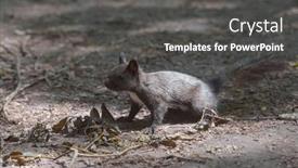  Presentation with park - Presentation theme featuring black-squirrel-on-the-ground background and a dark gray colored foreground