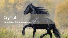  Presentation with stallion - Beautiful theme featuring black stallion of the friesian backdrop and a gray colored foreground
