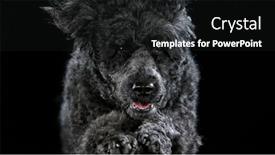  Presentation with poodle - Presentation design with black-standard-poodle-jumps-towards background and a dark gray colored foreground