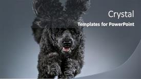  Presentation with poodle - Beautiful presentation design featuring black-standard-poodle-jumps-towards backdrop and a dark gray colored foreground
