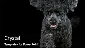  Presentation with poodle - Presentation theme featuring black-standard-poodle-jumps-towards background and a black colored foreground