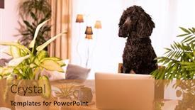  Presentation with front desk - Cool new PPT theme with black-standard-poodle-sitting backdrop and a gold colored foreground