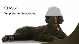  Presentation with poodle - Presentation theme with black standard poodle - six years old - isolated on white background and a white colored foreground