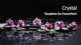  Presentation with pink black - Audience pleasing slide set consisting of black stone and pink orchid backdrop and a black colored foreground