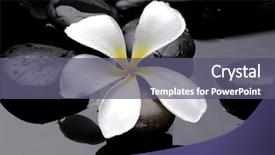  Presentation with white dna black - Presentation having black stones and white frangipani background and a gray colored foreground
