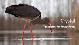  Presentation with stop violence against black women - Amazing presentation theme having black stork ciconia nigra fishing backdrop and a tawny brown colored foreground